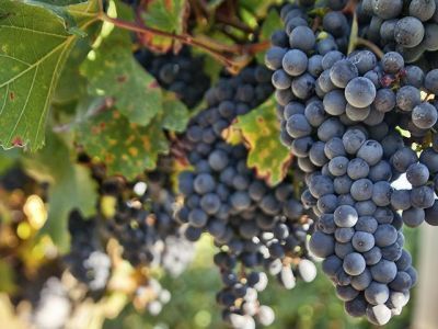 Роскачество проверило винодельни Крыма и Севастополя