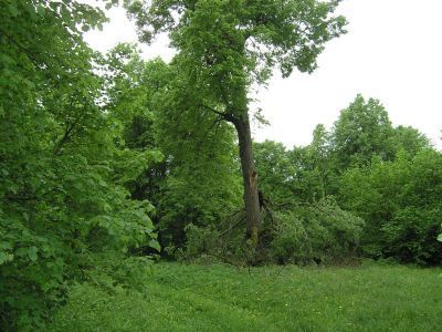 Усадебный парк