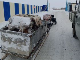 Найденного в тундре птенца стерха примет зоопарк «Орто Дойду» в Якутске