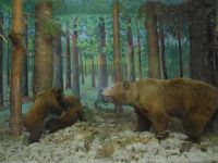 Вытегорский краеведческий музей