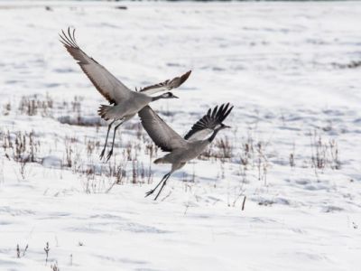Прилет пары журавлей сфотографировали в Якутии