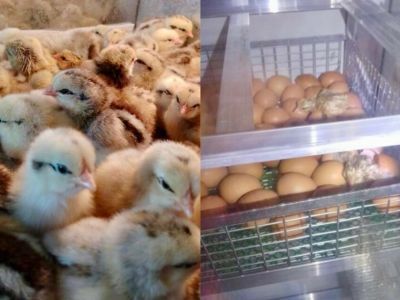 Фотофакт: около 250 цыплят вылупились у фермеров из Горного района