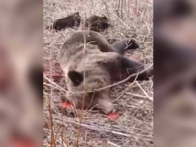 Олекминский комитет охраны природы: медведицу застрелили при самозащите, медвежат загрызли собаки