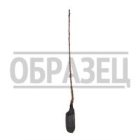 Слива русская (Алыча) Подарок Санкт-Петербургу
