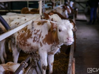 Более 2,5 млрд рублей направили муниципалитетам Якутии на поддержку сельского хозяйства