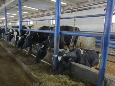 В 2025 году объём сельхозпродукции в Якутии превысил 38 млрд рублей