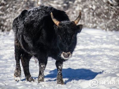 В СВФУ начали эксперимент по клонированию коровы якутской породы
