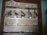 Арбажский районный краеведческий музей