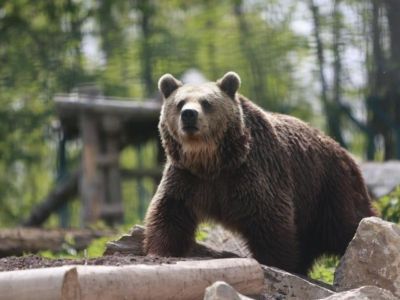 Медведя заметили у КПП