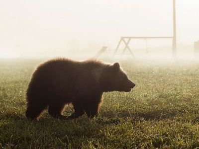 Медведь наведался на сайылык в Горном улусе