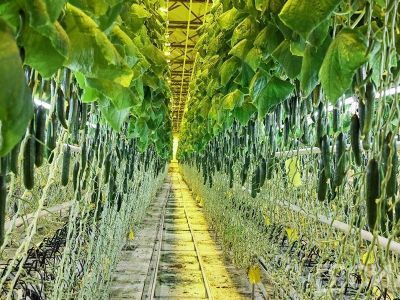 В круглогодичном тепличном комплексе «Саюри» в 2023 году вырастили 2,4 тысячи тонн овощей