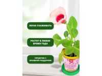 Набор подарочный для выращивания растений "Вырасти, Дерево!", "Глоксиния гибридная".