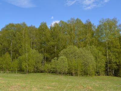 Священная роща