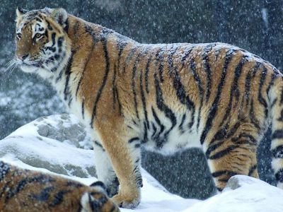 Совфед принял закон, ужесточающий наказание за охоту на краснокнижных животных