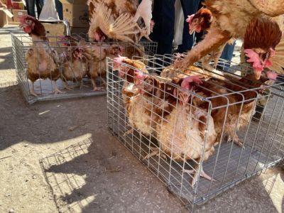 Жителям арктических районов Якутии возместят расходы на доставку скороспелой живности