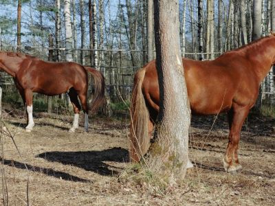 Билеты на Евгений Ткачук. Природа перезагрузки (ВелесО) / Событие | Афиша | ИнфоТаймс