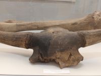 Усть-Кутский исторический музей