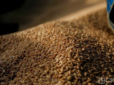 В Якутии ожидается рекордный урожай зерна