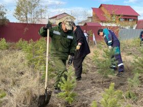 Якутяне высадили 600 сосен для геоглифа «Победа-80»