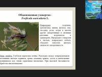 Международный вебинар "Защита декоративных цветочных культур от вредителей в открытом и защищенном грунте"