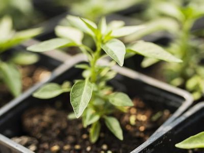 Названы виды самой популярной рассады