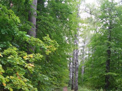 Парк усадьбы Перловых