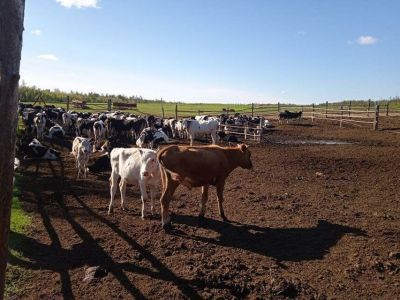 Более 300 телят вакцинировали от стригущего лишая в Якутии