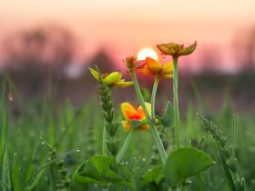 Луковый сплав