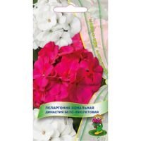 Пеларгония зональная Династия Бело-фиолетовая