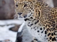 Зоосад «Приамурский» им. В. П. Сысоева