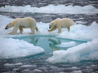 Красную книгу Арктики планируют выпустить в 2023 году