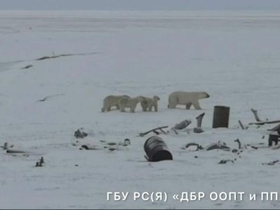 Многодетное семейство белых медведей обнаружено в ресурсном резервате в Якутии