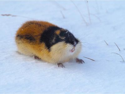 На берегу реки в Якутии нашли мумию древнего лемминга