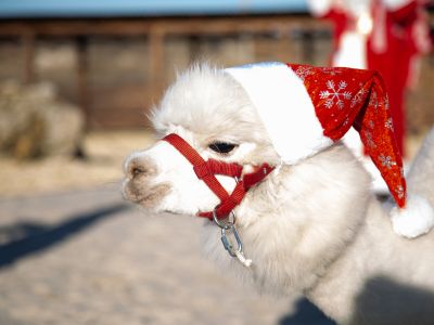 Билеты на Альпака-ёлка (Пача Мама) / Событие | Афиша | ИнфоТаймс