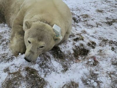 В Якутии ученые начали наблюдение за белой медведицей