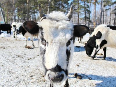 У личных подсобных хозяйств Якутии появилась возможность получать дополнительный доход