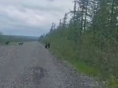Четверых медвежат сняли на видео в Верхнеколымском районе
