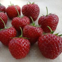 Земляника садовая Зенга Зенгана (5 шт)