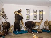 Музей истории г. Лесозаводска