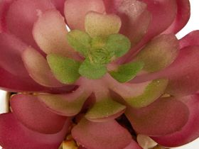 Суккулент Siano