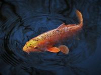 Рыбное место [тест]