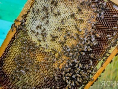 Минсельхоз Якутии: с каждым годом увеличивается интерес к пчеловодству