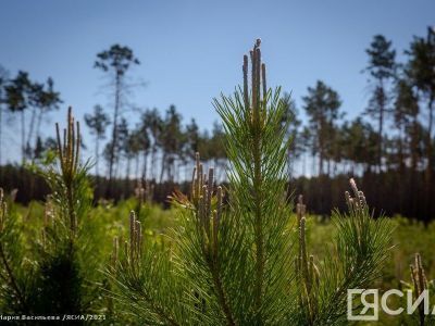Экологический паспорт Якутии участвует в конкурсе лучших электронных сервисов России