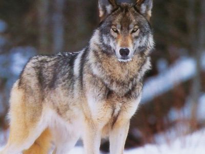 Минэкологии Якутии проводит отбор получателей субсидий на закупку шкуры волка