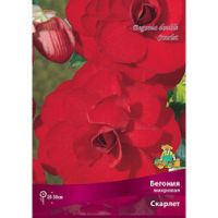 Бегония Махровая Скарлет (1 шт)