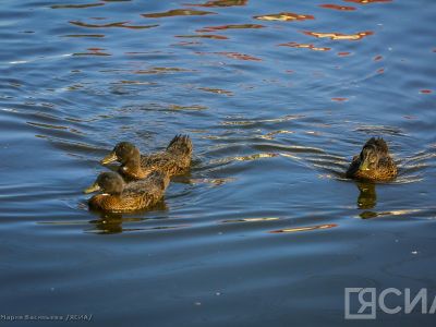 В Якутии стартовал сезон охоты на водоплавающую и боровую дичь