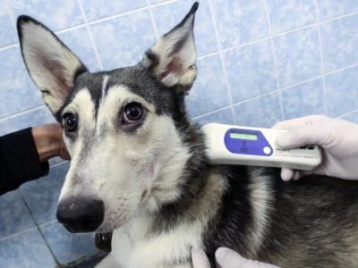 Россиян обяжут маркировать домашних животных