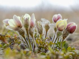 Весеннее пробуждение. Пешая экскурсия по Табагинскому Мысу
