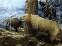 Салаватский историко-краеведческий музей