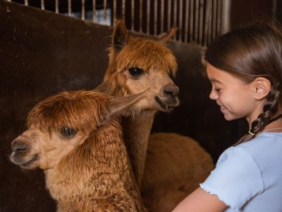 Билеты на Бьюти-утро с альпаками в «Пача Мама» (Парк альпак «Пача мама» (Нижние Вязовые)) / Экскурсия | Афиша | ИнфоТаймс